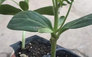 吉林垂钓牵牛小苗价格多少