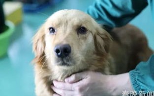 土狗为什么不适合当宠物犬