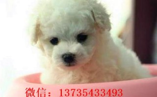济宁宠物狗领养指南