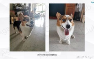 养宠物影响生育能力吗