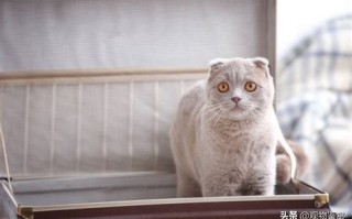 嫩江宠物运输：如何安全、舒适地运输宠物？