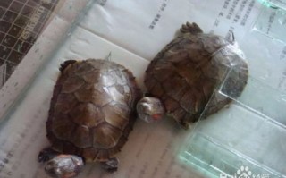 养只小乌龟的技术