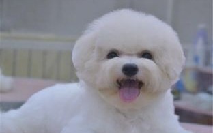 素描比熊犬
