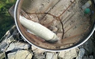 大毛老师钓鱼视频百斤青鱼