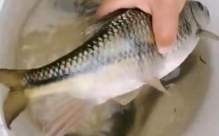 溪石斑垂钓时间