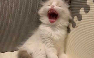 凯蒂猫有嘴巴时的视频