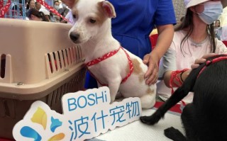 上海崇明狗狗领养基地