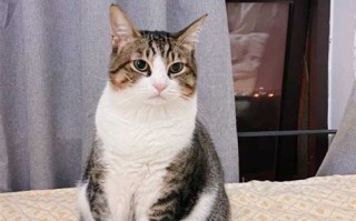 宠物猫养大了送人：考虑事项和建议