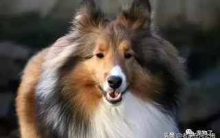 1.边境牧羊犬（BorderCollie）