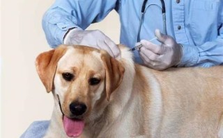 宠物打了狂犬疫苗抓了人