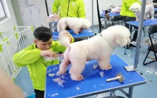 宠物繁殖赚钱吗