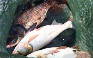 初春垂钓鳙鱼视频播放