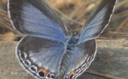 1.帝王蝶（MonarchButterfly）