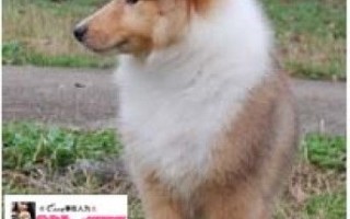 深圳宠物免费领养中心在哪里