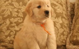宠物店的金毛犬多少钱一只