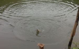 上林野钓