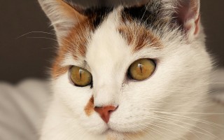 探索猫咪的世界，了解这些毛茸茸的朋友