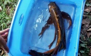 锦鲤怎样垂钓视频