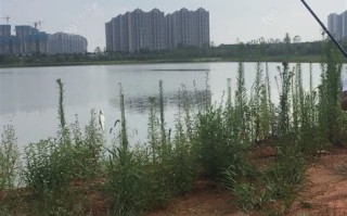 固城湖垂钓指南