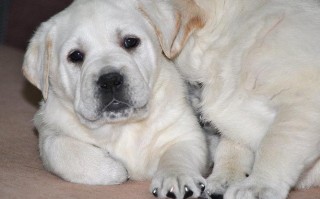 拉布拉多犬宠物养护指南