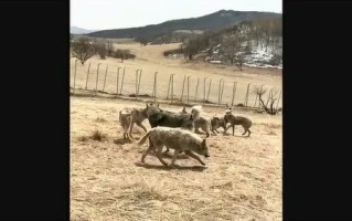 藏獒和狼打斗视频直播