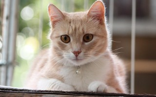 猫咪百科全书，揭秘毛茸茸的朋友们