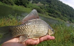 什么鱼料钓鲤鱼最好