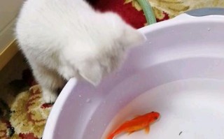 宠物打喷嚏可能有什么原因？