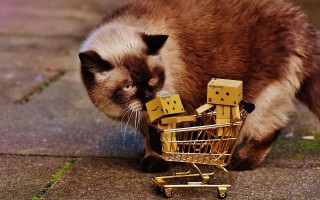 猫的百科知识，揭秘这些毛茸茸的朋友的奇妙世界