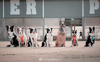宠物学技能的等级