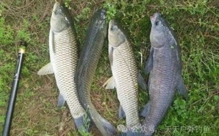 垂钓青鱼最有效的饵料