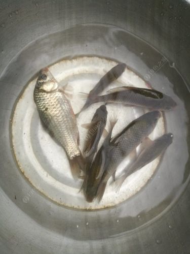 垂钓技巧与注意事项-第1张图片-彩蝶百科