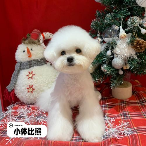 西安宠物美容用品品牌推荐-第1张图片-彩蝶百科 西安宠物美容用品品牌推荐-第1张图片-彩蝶百科