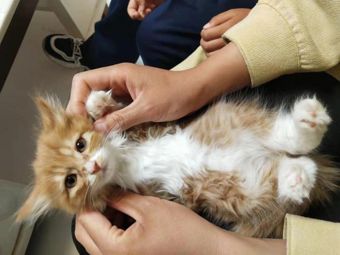 宠物猫领养指南-第1张图片-彩蝶百科
