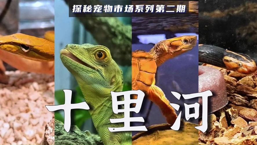 十陵镇宠物市场概况-第1张图片-彩蝶百科