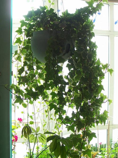 花架垂钓植物-第1张图片-彩蝶百科