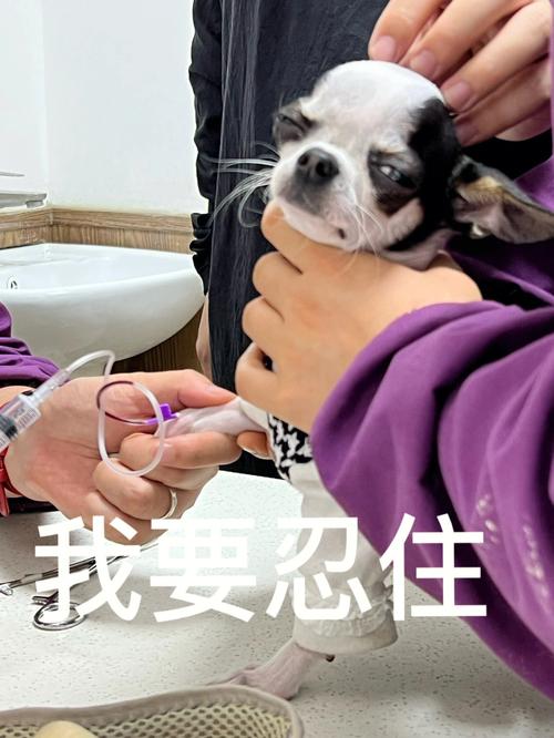 淘宝奥利给宠物-第1张图片-彩蝶百科