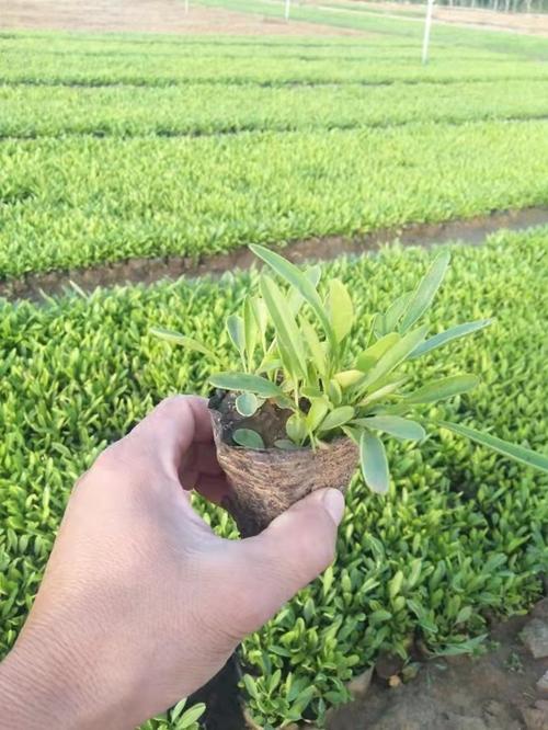 天津垂钓牵牛杯苗的获取-第1张图片-彩蝶百科