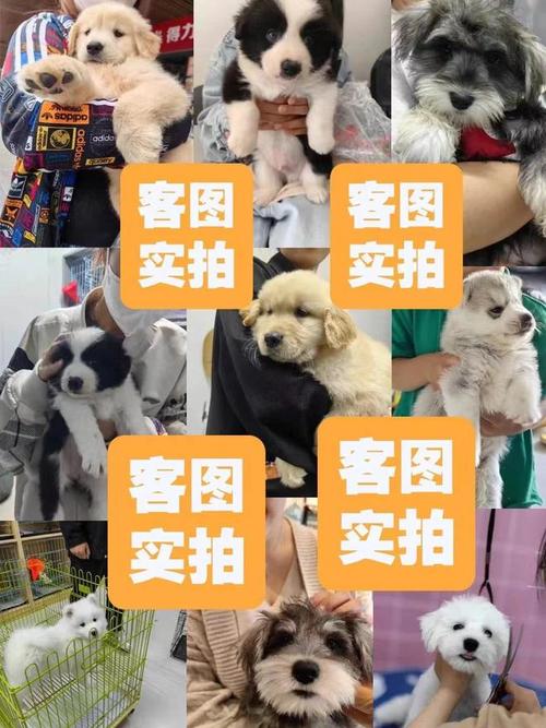 合川宠物店推荐-第1张图片-彩蝶百科
