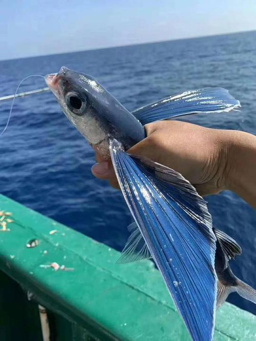 深海垂钓高手风属什么动物-第1张图片-彩蝶百科