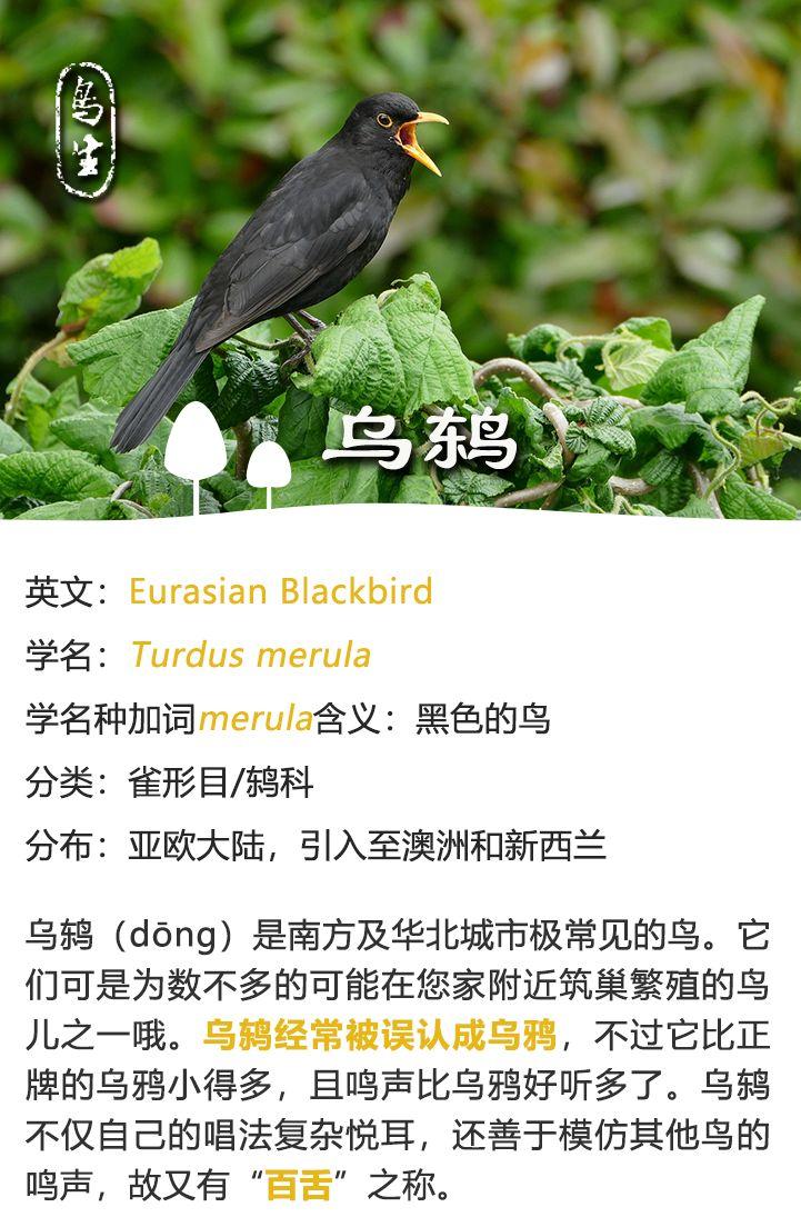 宠物鸟的名称-第1张图片-彩蝶百科