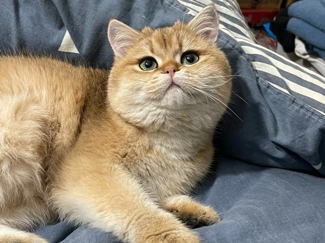 金剑城宠物猫长什么样-第1张图片-彩蝶百科