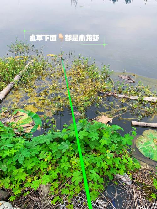 桐乡龙虾垂钓基地-第1张图片-彩蝶百科