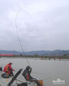 冬天黑坑鲤鱼用什么饵料-第1张图片-彩蝶百科