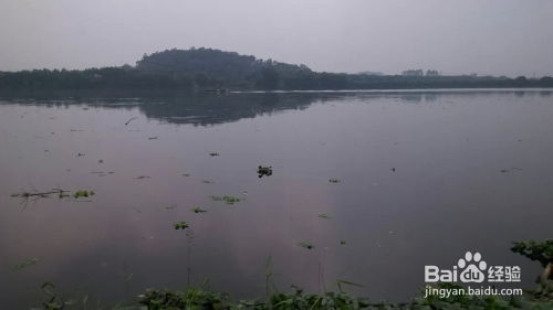 1.卫河-第1张图片-彩蝶百科
