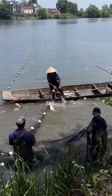 芜湖哪里鱼好钓-第1张图片-彩蝶百科 芜湖哪里鱼好钓-第1张图片-彩蝶百科