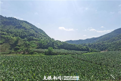 册亨县香蕉大数据园地址-第1张图片-彩蝶百科 册亨县香蕉大数据园地址-第1张图片-彩蝶百科