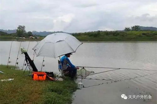 阴天钓鲤鱼怎么钓最好-第1张图片-彩蝶百科 阴天钓鲤鱼怎么钓最好-第1张图片-彩蝶百科