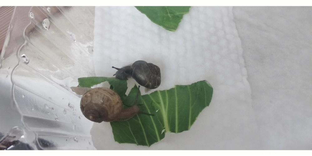 宠物蜗牛有细菌吗-第1张图片-彩蝶百科 宠物蜗牛有细菌吗-第1张图片-彩蝶百科
