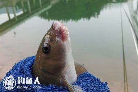 1.选择合适的鸡肝-第1张图片-彩蝶百科
